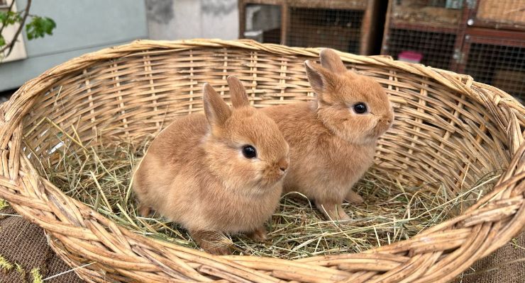 Bingöl Büyümeyen Tavşan