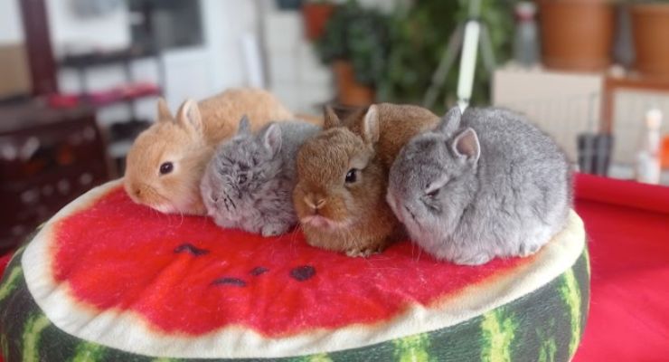 Bingöl Cins Tavşan