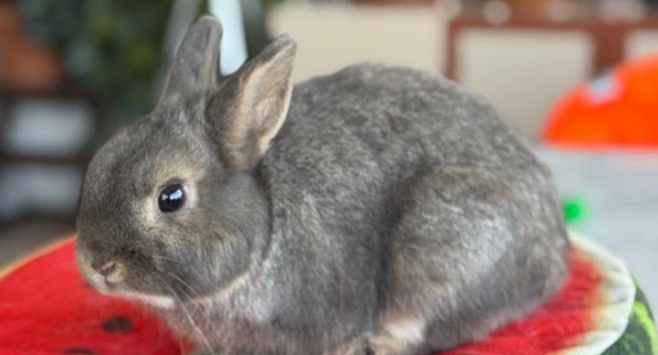 Bingöl Ev Tavşanı