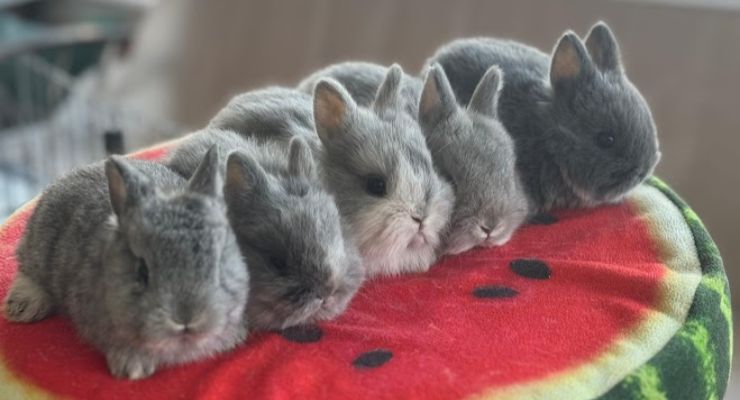 Bingöl Evcil Tavşan