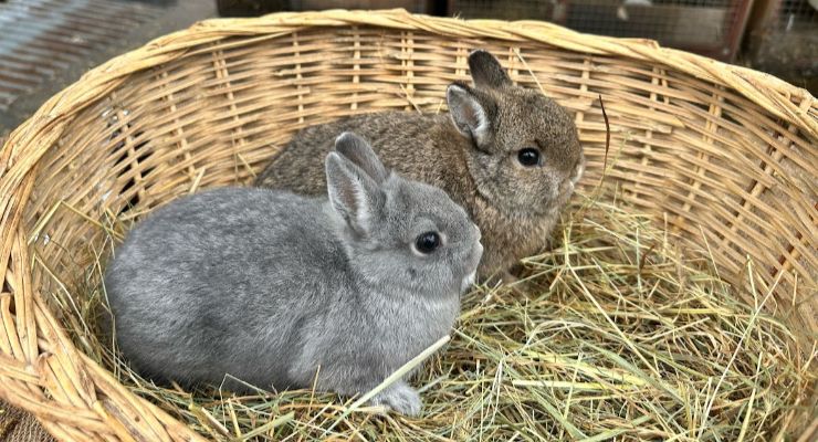 Bingöl Yavru Tavşan