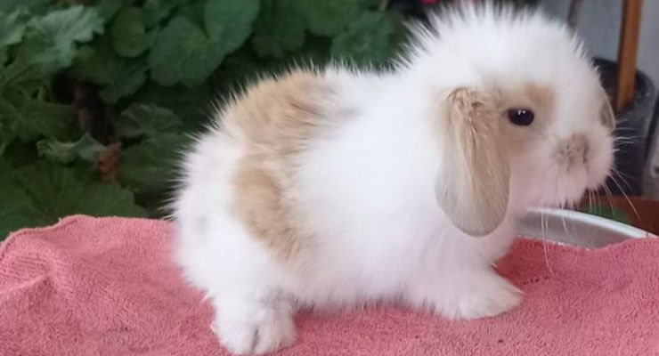 Bingöl Hollanda Lop Tavşan